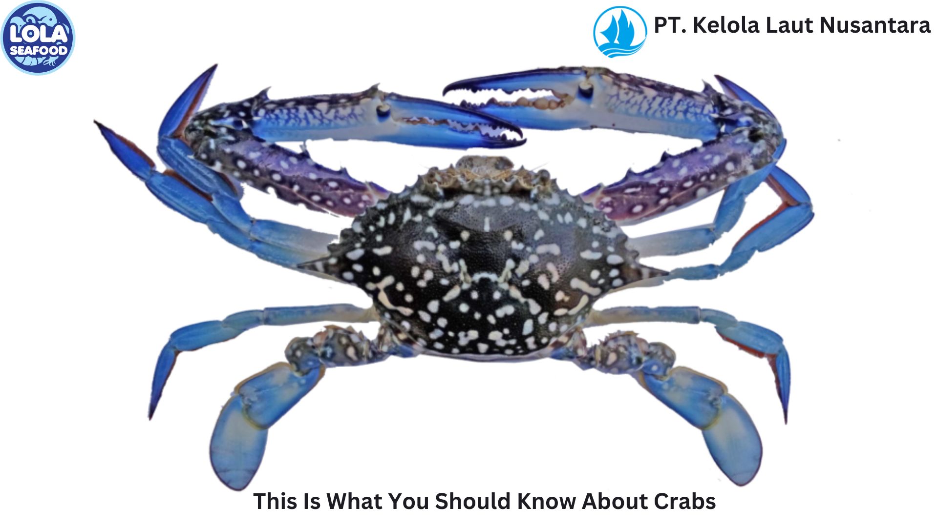 This Is What You Should Know About Crabs